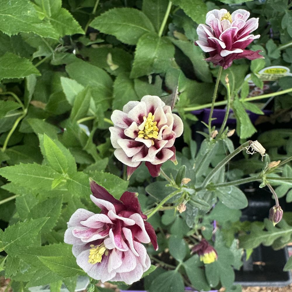 The Garden Gallery - Florists Near Me - Omaha, Nebraska