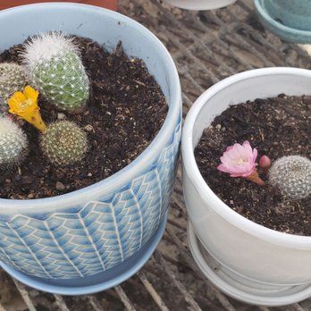 Cactus Mart - Finished product. I hope they live! - Nurseries & Gardening Near Me - Morongo Valley, California