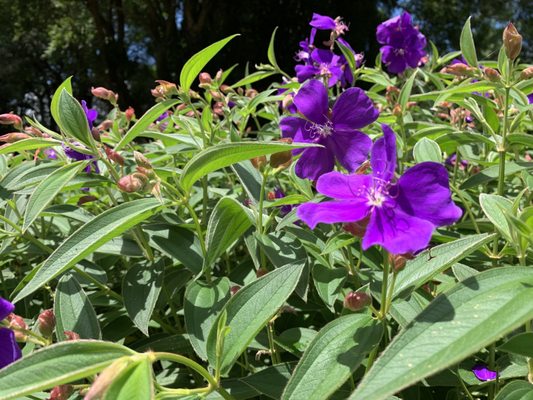 Jardim Botânico de Curitiba by null