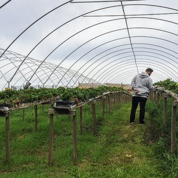 Shady Lane Estate - a man standing in a greenhouse - Wineries Near Me - Barrhead, Alberta Shady Lane Estate - a man standing in a greenhouse - Wineries Near Me - Barrhead, Alberta