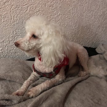 puppy love pet salon