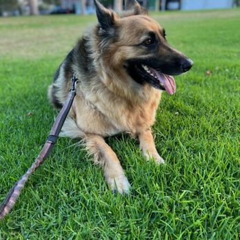 OC Sublime K-9 - Pet Training Near Me