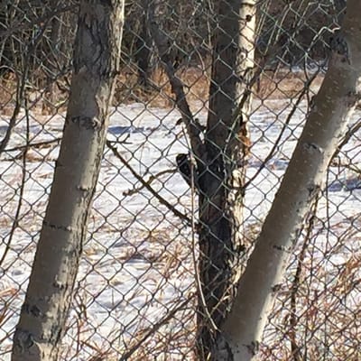 Inglewood Bird Sanctuary by null