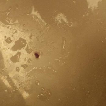 Comfort Inn - bug in sink - Hotels Near Me - Lansing, Michigan