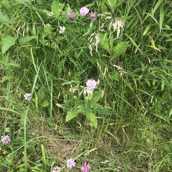 Skiles Test Nature Park - Wild flowers - Parks Near Me - Indianapolis, Indiana Skiles Test Nature Park - Wild flowers - Parks Near Me - Indianapolis, Indiana