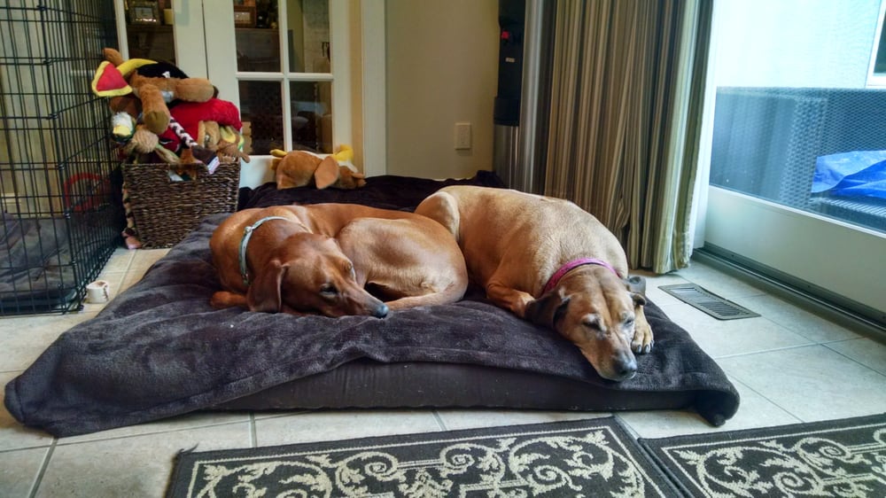 CRITTER COMFORT 19 Osage Dr E, Ossining, NY Yelp