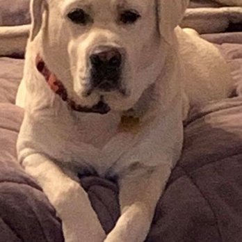 Creekside Paws - Pet Breeders Near Me
