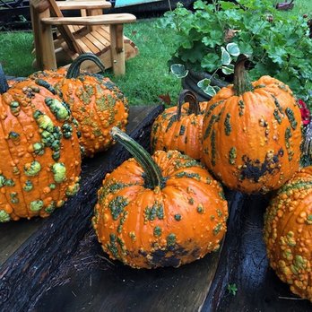 Adirondack Store - Questionable pumpkins - Home Decor Near Me - Lake Placid, New York Adirondack Store - Questionable pumpkins - Home Decor Near Me - Lake Placid, New York