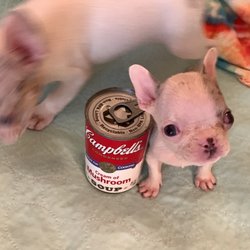 Rare French Bulldogs - Super Micro mini call for details.