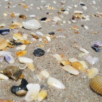 Mickler's Beach - Shell collector manna. - Beaches Near Me - Ponte Vedra Beach, Florida Mickler's Beach - Shell collector manna. - Beaches Near Me - Ponte Vedra Beach, Florida