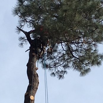 Mile High Tree Service - Tree Services Near Me - Prescott, Arizona Mile High Tree Service - Tree Services Near Me - Prescott, Arizona