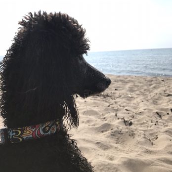 Weko Beach Campground - Weko Beach -- pet friendly all day, head s of prkg lot down boardwalk. Still close too concession stand & bathrooms. We'll be back. - Campgrounds Near Me - Bridgman, Michigan