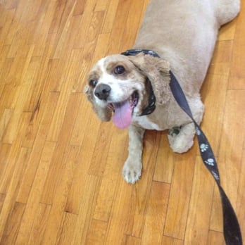 Classy Canine Salon - Pet Groomers Near Me - Dothan, Alabama
