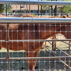 McDonald Arabians