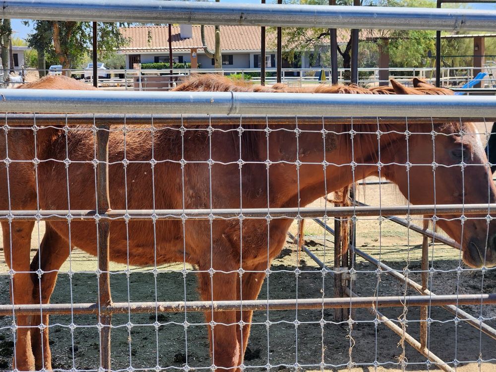 McDonald Arabians Logo