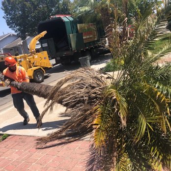 Octavio's Tree Service - Octavio's crew - Tree Services Near Me Octavio's Tree Service - Octavio's crew - Tree Services Near Me