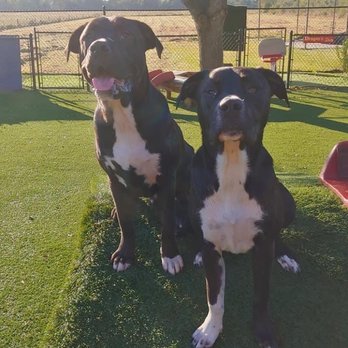 The Canine Castle - Pet Boarding Near Me - Alvin, Texas