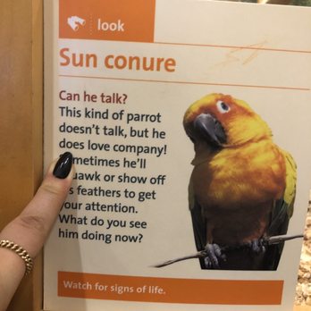 Brooklyn Children's Museum - These are social birds, meaning OTHER BIRDS, not kids tapping the glass. This made my 4 year old very sad to hear. - Children's Museums Near Me - Brooklyn, New York
