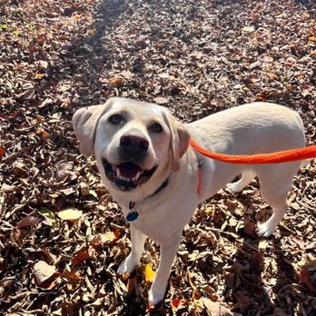 Playful Pups Retreat - Pet Boarding Near Me - Elizabethtown, Pennsylvania Playful Pups Retreat - Pet Boarding Near Me - Elizabethtown, Pennsylvania