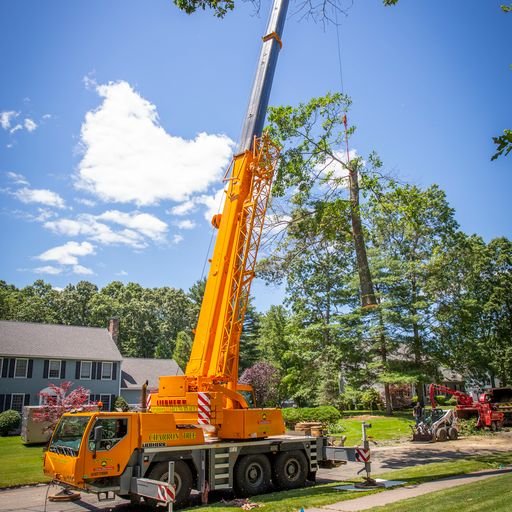 Charron Tree Service - tree service in Bellingham, MA