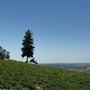 Photo of Kehret Vineyards