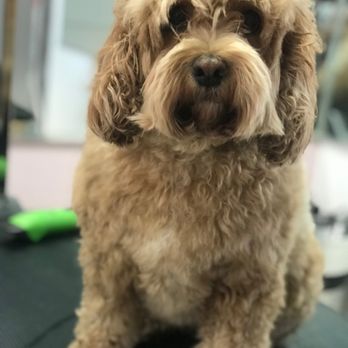 Madagascar Pet Services - Before - Pet Groomers Near Me - Sunnyside, New York