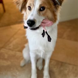 Bark Avenue Pet Resort - Eclipse ready for daycare!