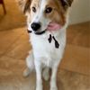 Bark Avenue Pet Resort gift card