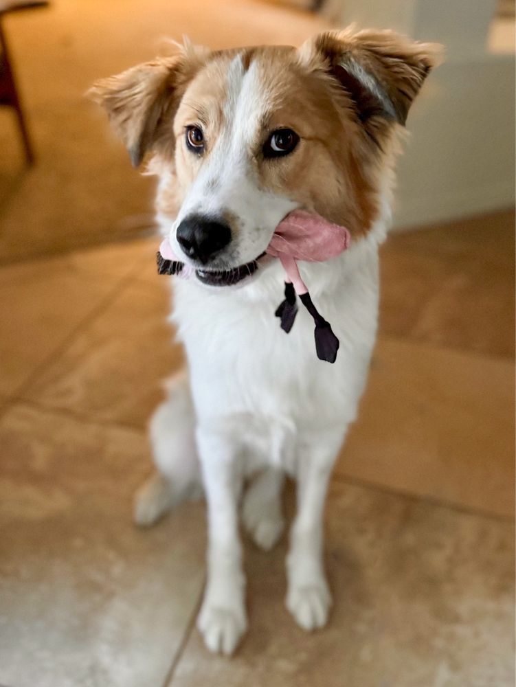 Bark Avenue Pet Resort - pet boarding facility in Mesa, AZ