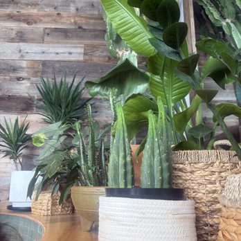 Better Days - Plants inside - Coffee & Tea Near Me - Las Vegas, Nevada