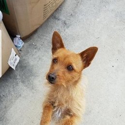 My dog Bobo is now more obedient and no longer barks around strangers