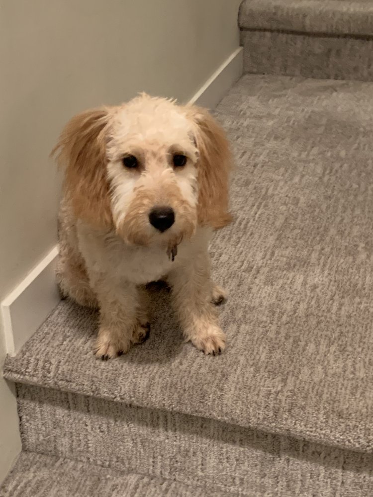 WOOF WASH MOBILE DOG GROOMING Updated September 2024 26 Reviews