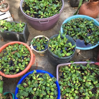 Composta Orgánica - Plantas acuáticas - Nurseries & Gardening Near Me - Oaxaca, OAX