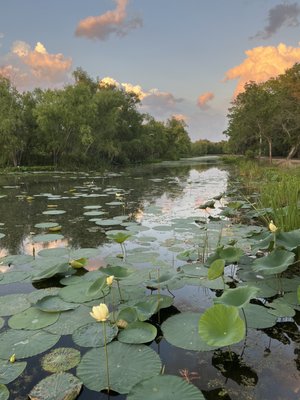 Brazos Bend State Park by null