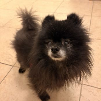 Shaka Paws Pet Services - Pet Sitting Near Me