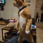 Photo of 4 Luv N Care Pet Sitting