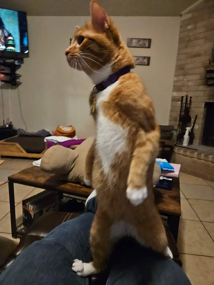 4 Luv N Care Pet Sitting - pet boarding facility in San Antonio, TX