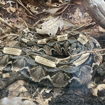 Dallas Zoo - Snake at the reptile house - Zoos Near Me - Dallas, Texas Dallas Zoo - Snake at the reptile house - Zoos Near Me - Dallas, Texas
