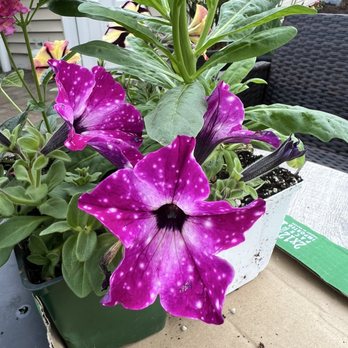 J R Wright & Sons - Nurseries & Gardening Near Me - Silver Spring, Maryland