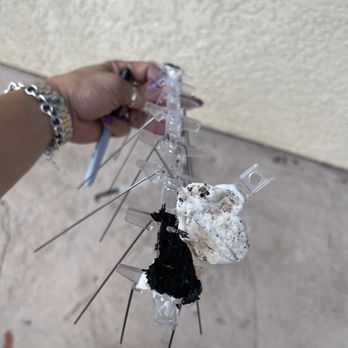 Streakless Window & Gutter Cleaning - Bird spikes that did not adhere properly - Window Washing Near Me - Sacramento, California Streakless Window & Gutter Cleaning - Bird spikes that did not adhere properly - Window Washing Near Me - Sacramento, California