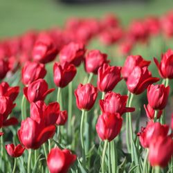 Greenscapes Lawn and Landscaping - Louisville International