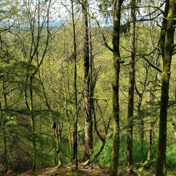 Watershed Park - Hiking Near Me - Kirkland, Washington