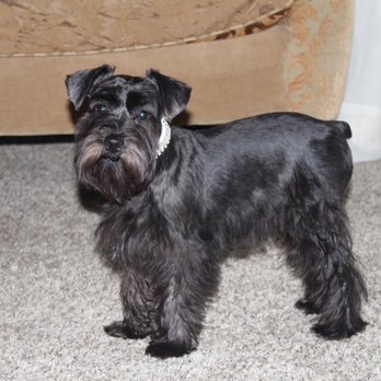 PurrFurred Pet Styling - Naperville - My happy puppy after her first haircut - Pet Groomers Near Me - Naperville, Illinois PurrFurred Pet Styling - Naperville - My happy puppy after her first haircut - Pet Groomers Near Me - Naperville, Illinois