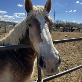 Saguaro Stables - Horseback Riding Near Me - Tucson, Arizona Saguaro Stables - Horseback Riding Near Me - Tucson, Arizona
