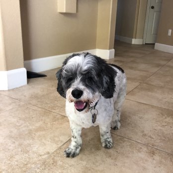 Doggy Details - Pet Groomers Near Me Doggy Details - Pet Groomers Near Me