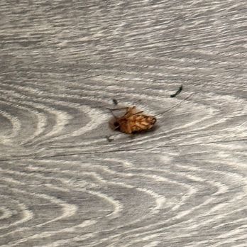 414 Hotel - Dead roach - Hotels Near Me - New York, New York 414 Hotel - Dead roach - Hotels Near Me - New York, New York