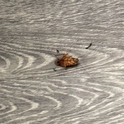 414 Hotel - Dead roach