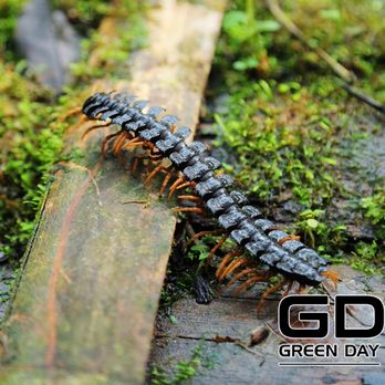 Green Day Pest Control - Pest Control Near Me - Sacramento, California Green Day Pest Control - Pest Control Near Me - Sacramento, California