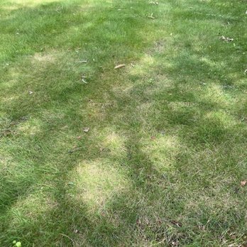 Quest Landscapes - a patch of grass that has been mowed - Lawn Services Near Me Quest Landscapes - a patch of grass that has been mowed - Lawn Services Near Me
