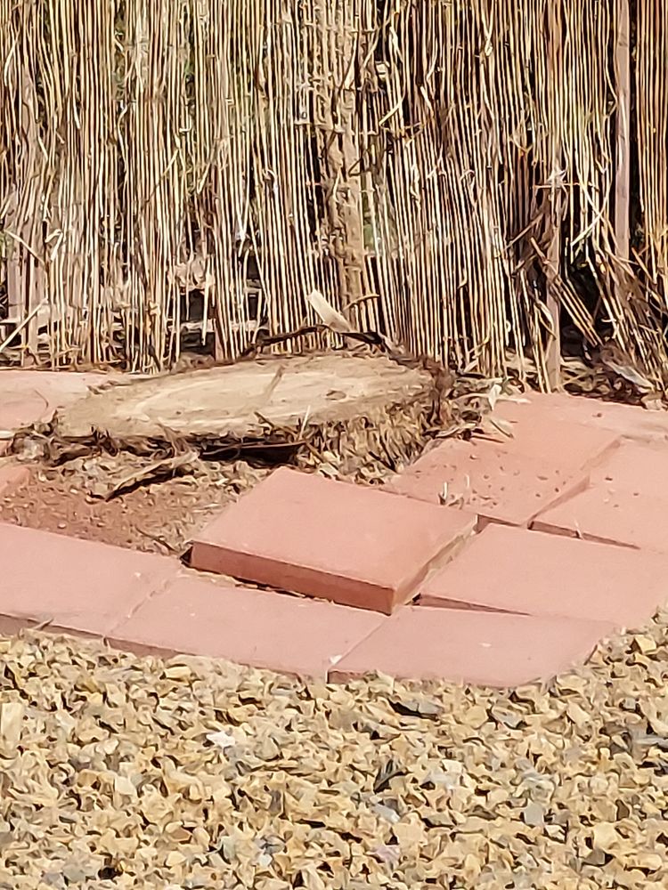 Cipres Tree Service - tree service in Las Vegas, NV